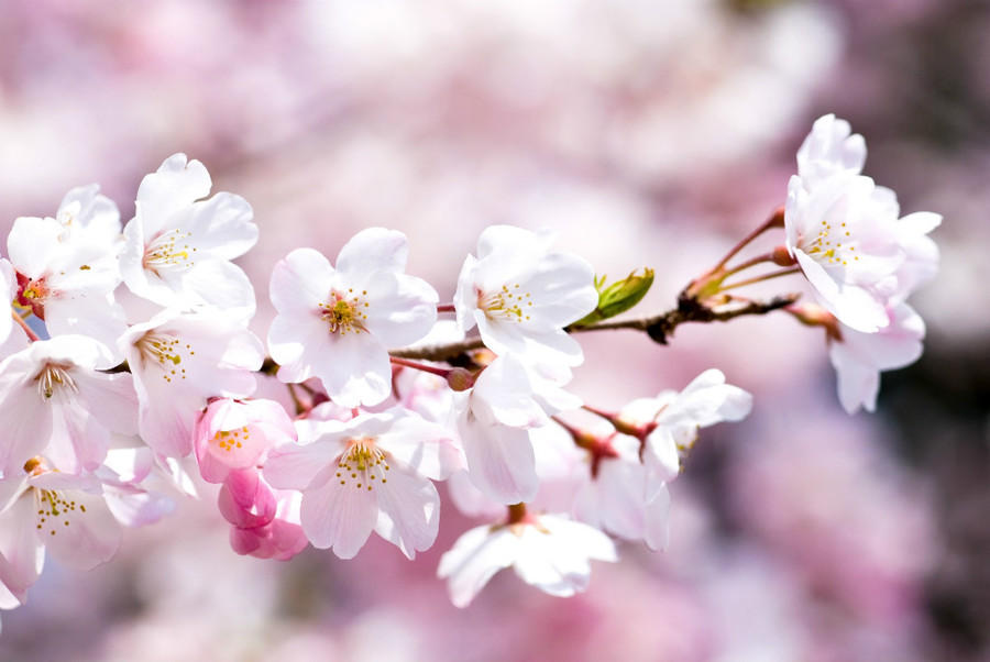 桜の開花シーズン到来 春によく見かける さくら味 って結局 何味なの 人生パルプンテ