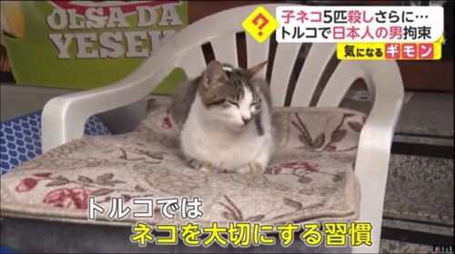トルコ 子猫5匹殺し食べた日本人の男 名前と顔の公表を 隣国人か 物議 拘束前に地元民と口論の末 習慣だ 国外追放へ 人生パルプンテ